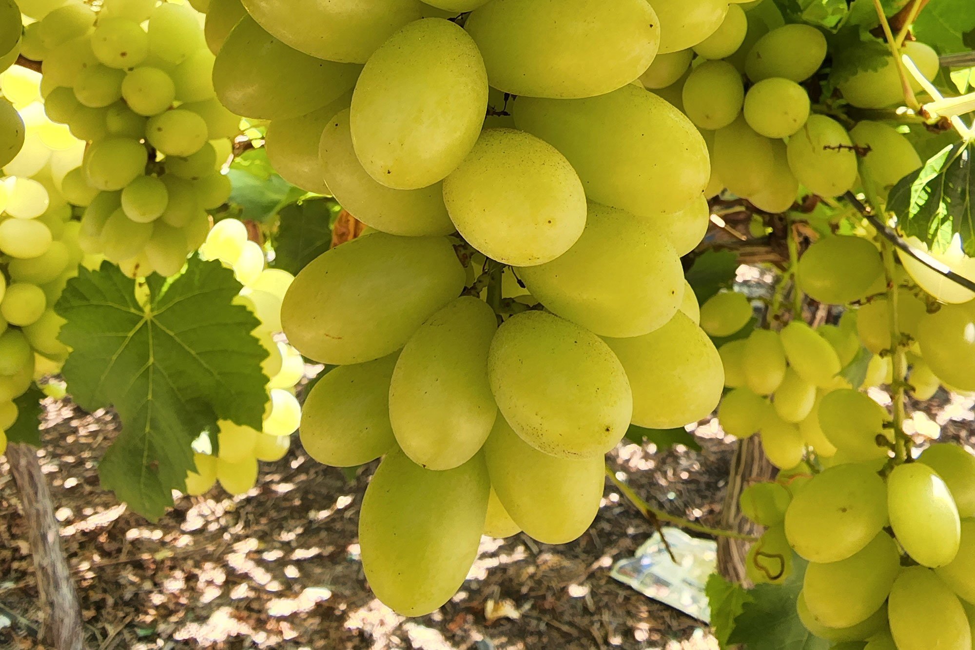 Agricultura Sostenible Cito Agro en el Perú