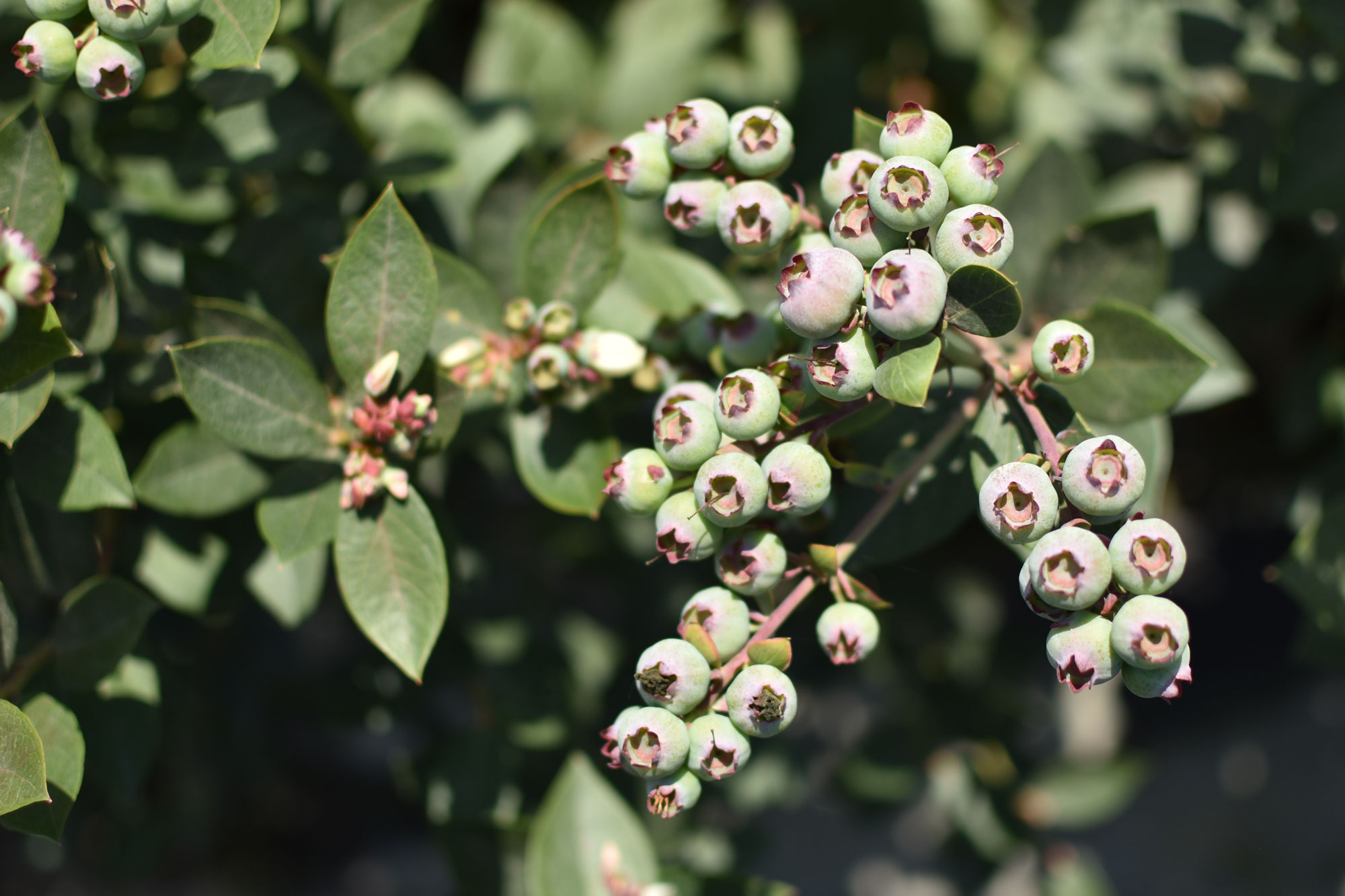 Agricultura Sostenible Cito Agro en el Perú