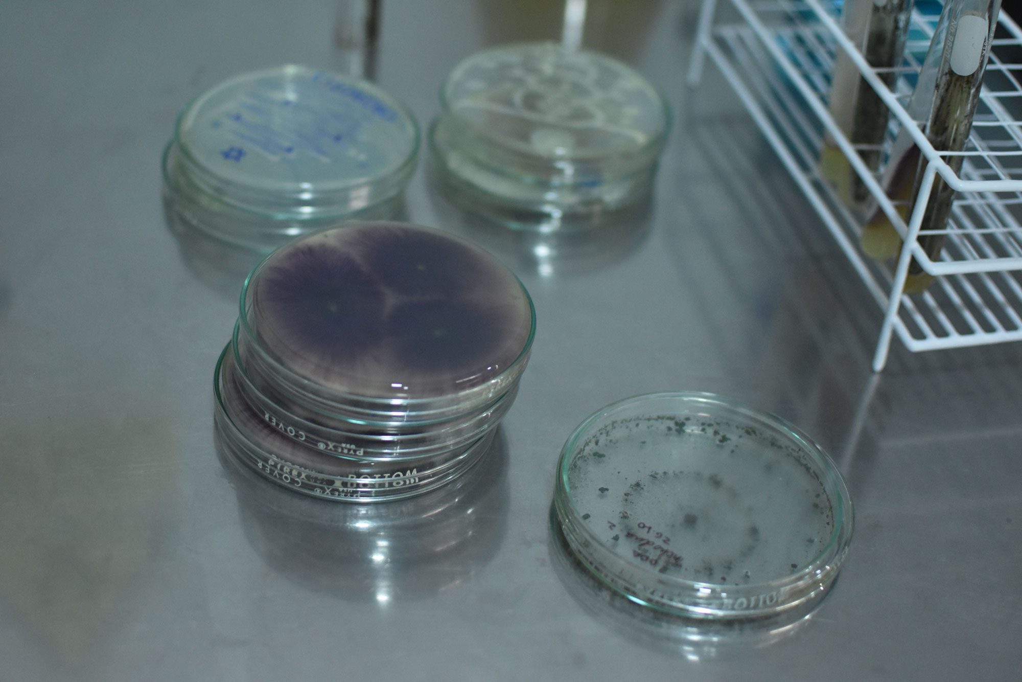 Agricultura Sostenible Cito Agro en el Perú